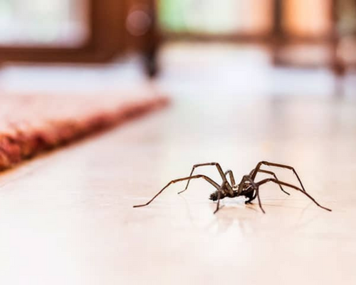 örümcek, spider, haşeremarket, pest control